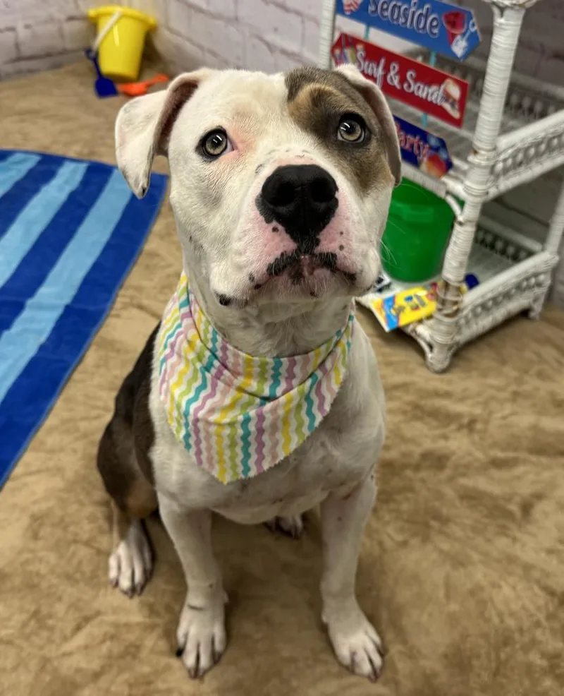 A young medium-sized female Mixed Breed dog named Tzee for adoption in Detroit, MI