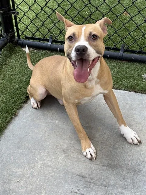 A young medium-sized male Mixed Breed dog named Toast for adoption in Dallas, TX