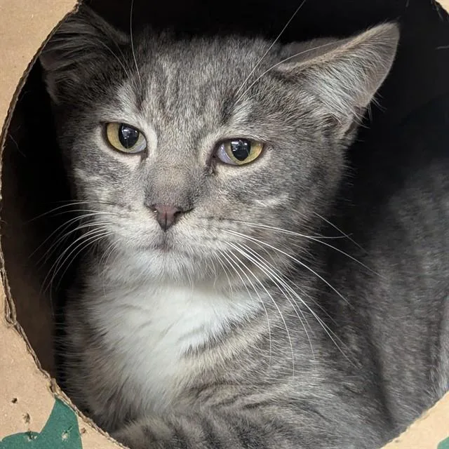 A young medium-sized male Domestic Short Hair cat named Guppy for adoption in Olivette, MO