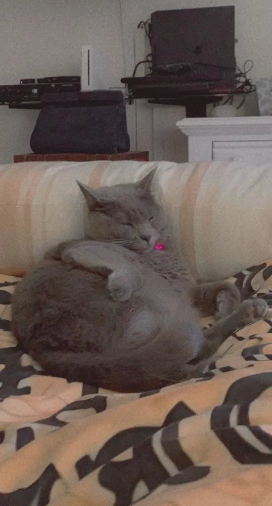 An adult large-sized female Russian Blue cat named Harley Quinn Courtesy Listing for adoption in Peru, NY