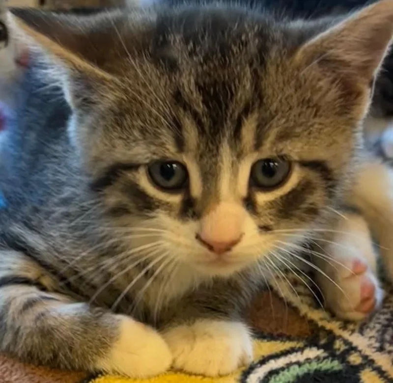 A baby small-sized male Domestic Short Hair cat named Timone for adoption in Elizabethton, TN