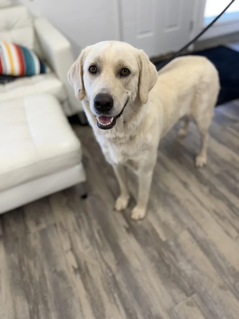 An adult large-sized female White / Cream Labrador Retriever dog named Casper for adoption in Sonora, CA