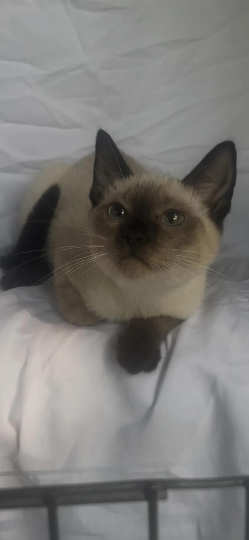 Yuki