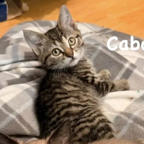A baby small-sized female Tabby (Gray / Blue / Silver) Domestic Short Hair cat named Caboose for adoption in Knoxville, TN