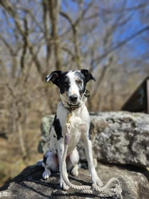Nova