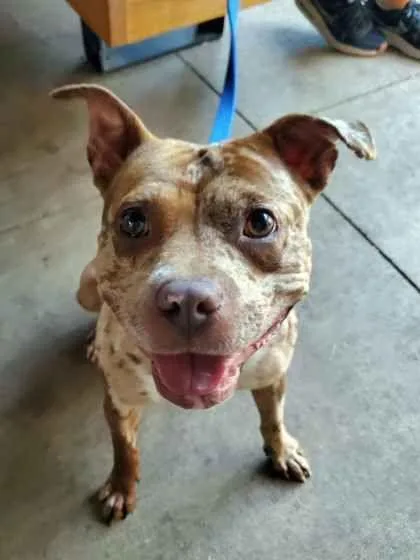 An adult medium-sized female Brown / Chocolate Pit Bull Terrier dog named Diamond for adoption in Williamsport, PA