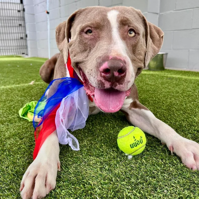 An adult large-sized male Brown / Chocolate Mixed Breed dog named Munchkin for adoption in San Francisco, CA
