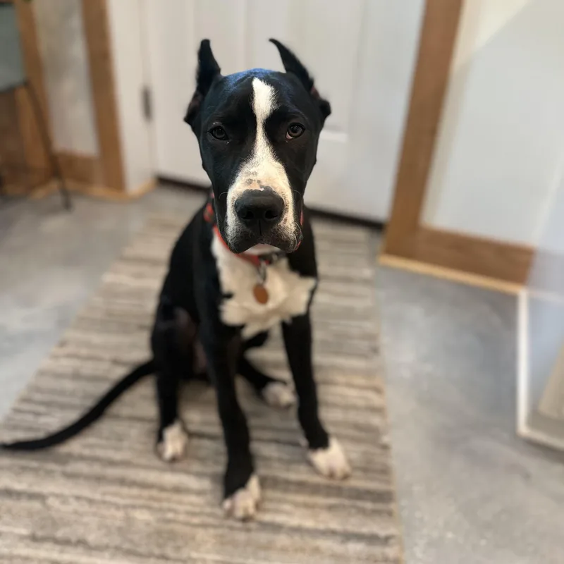 A baby extra large-sized male Black Great Dane dog named Zeus for adoption in Pensacola, FL