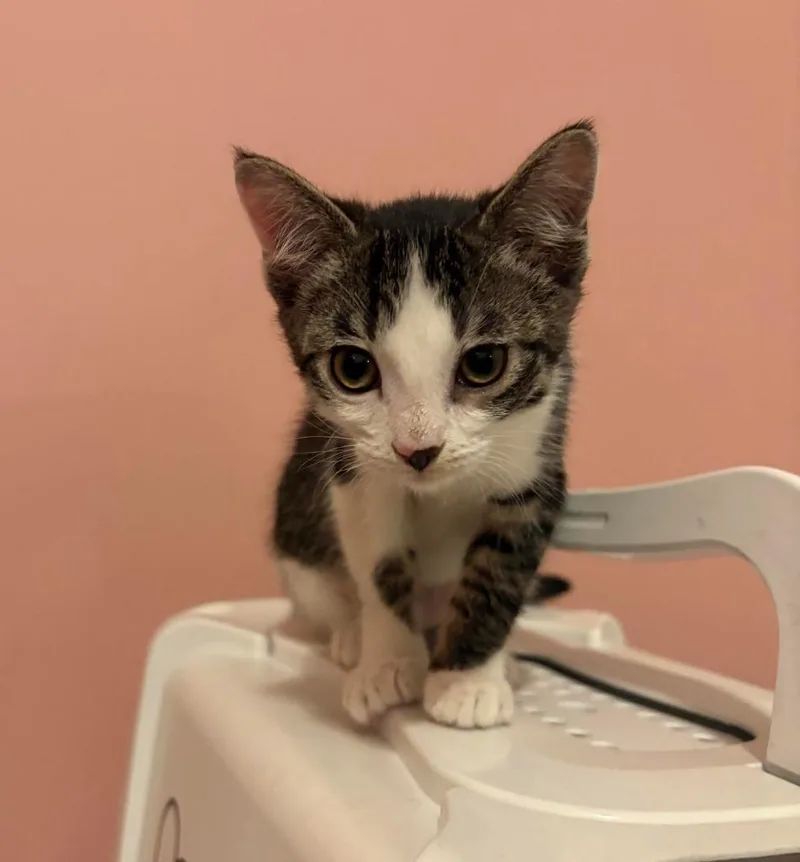 A baby medium-sized female Domestic Short Hair cat named Birdie for adoption in Salt Lake City, UT