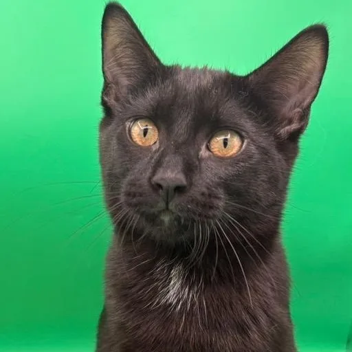 A baby medium-sized male Black Domestic Short Hair cat named Ozzie for adoption in Springfield, MO