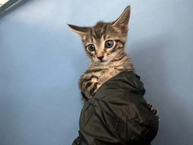 A baby small-sized male Domestic Short Hair cat named Taz for adoption in San Bernardino, CA