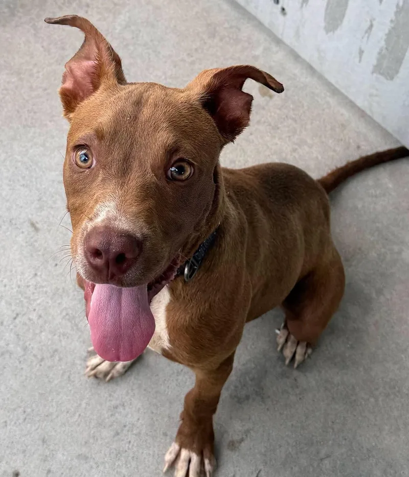 A young medium-sized male Brown / Chocolate Mixed Breed dog named Marco for adoption in North Myrtle Beach, SC