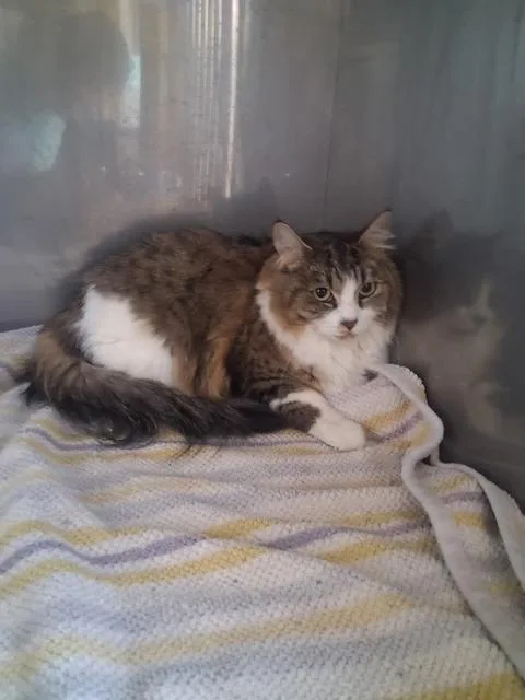 An adult medium-sized female Domestic Long Hair cat named Annie for adoption in Hot Springs, SD