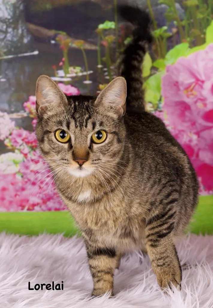 A young small-sized female Domestic Short Hair cat named Lorelai for adoption in Gilbert, AZ