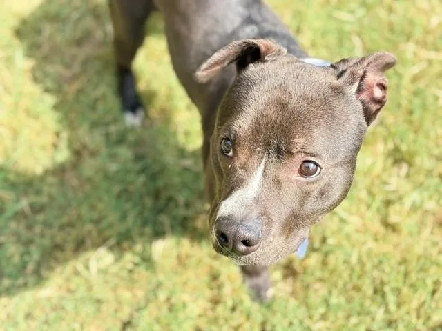 A young medium-sized male Pit Bull Terrier dog named Happy for adoption in Tulsa, OK