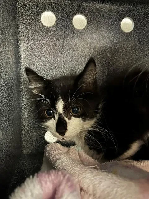 A baby small-sized male Domestic Short Hair cat named Oreo for adoption in Naples, FL