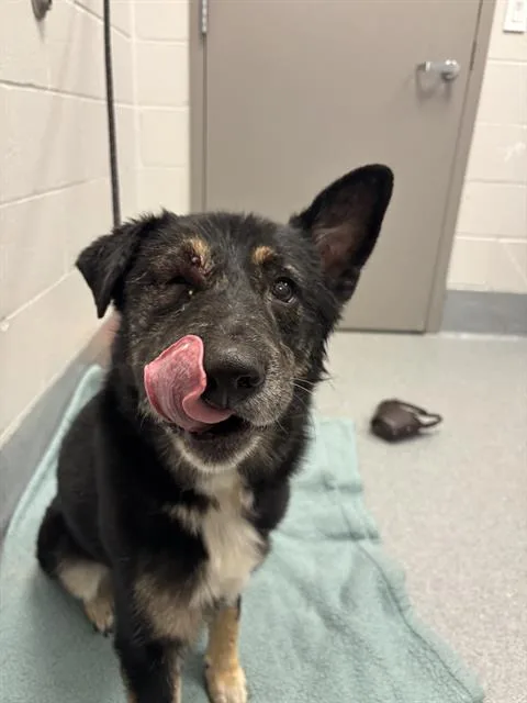 An adult large-sized female German Shepherd Dog dog named Harley for adoption in Indianapolis, IN