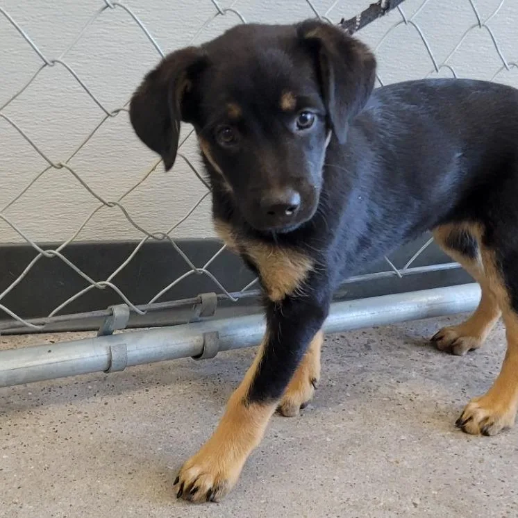 A baby small-sized female Black Mixed Breed dog named Raquelle for adoption in Las Cruces, NM