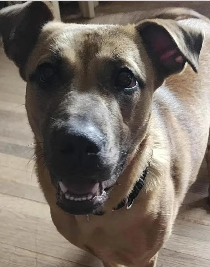 An adult medium-sized female Black Shepherd dog named Olivia for adoption in Pleasant Valley, NY
