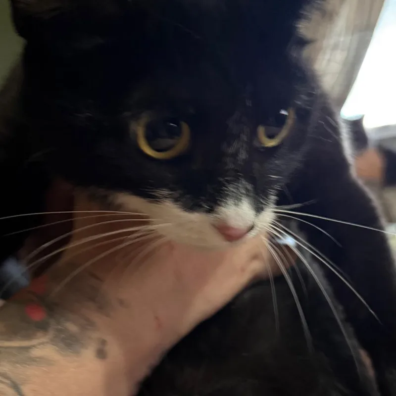 A young small-sized female Black & White / Tuxedo Domestic Short Hair cat named Mittens for adoption in Lancaster, OH