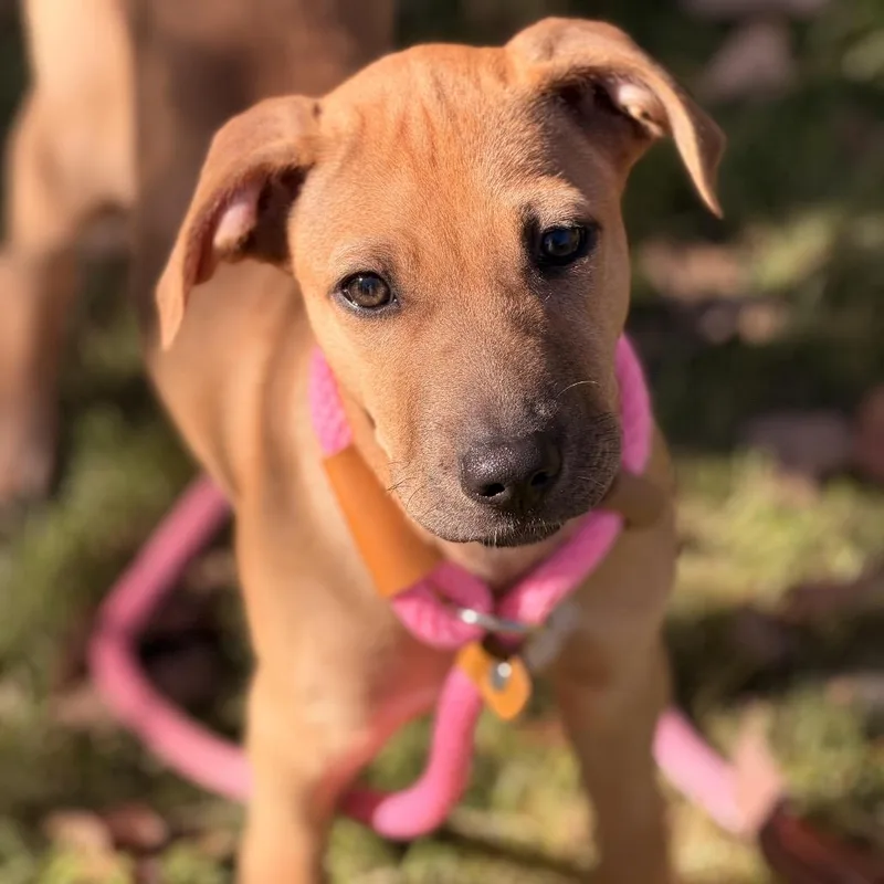 A baby medium-sized female Black Labrador Retriever dog named Bea for adoption in Sparta, NJ