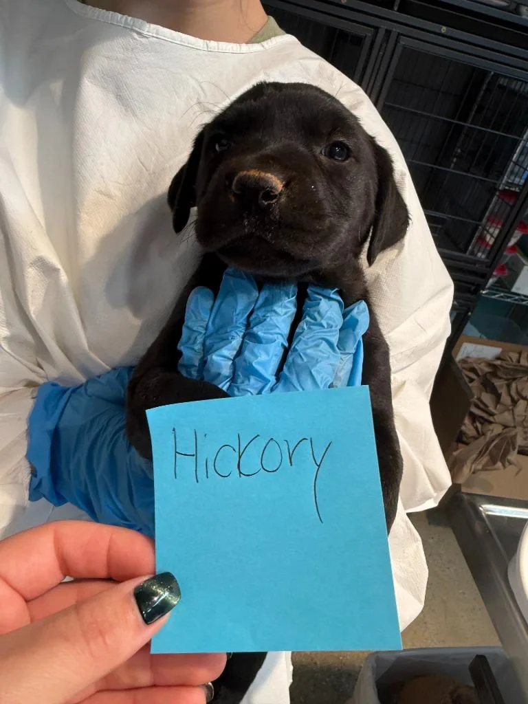 Hickory thumbnail 4