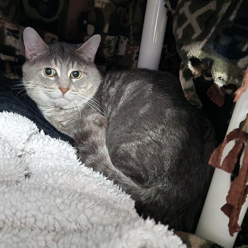 An adult medium-sized male Domestic Short Hair cat named Ronnie for adoption in Grand Rapids, MI