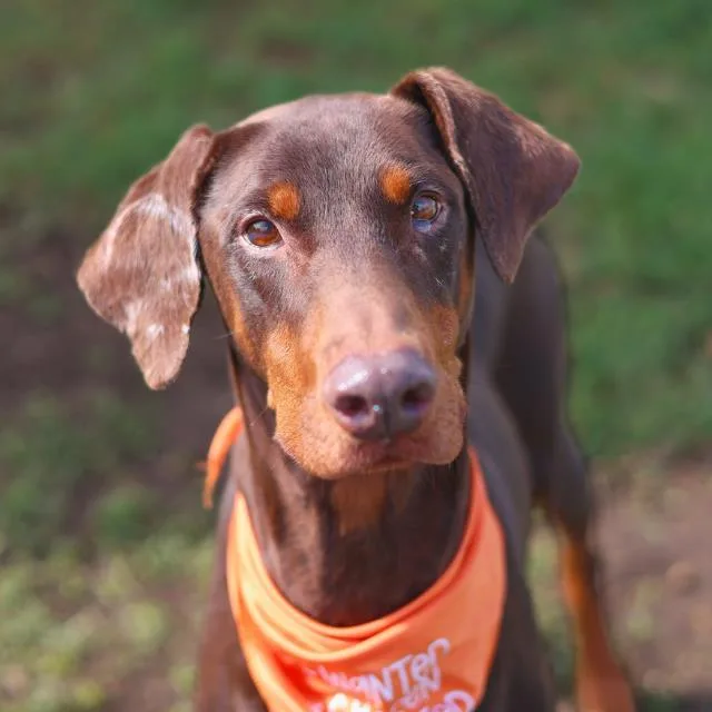 An adult large-sized female Doberman Pinscher dog named Bonnie for adoption in San Antonio, TX