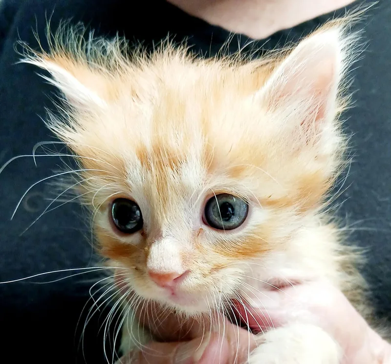A baby medium-sized female Tabby (Orange / Red) Domestic Short Hair cat named Yara for adoption in Bulverde, TX