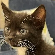 Tux