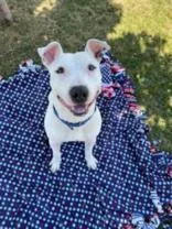 An adult large-sized male Mixed Breed dog named Kilo for adoption in Manitowoc, WI