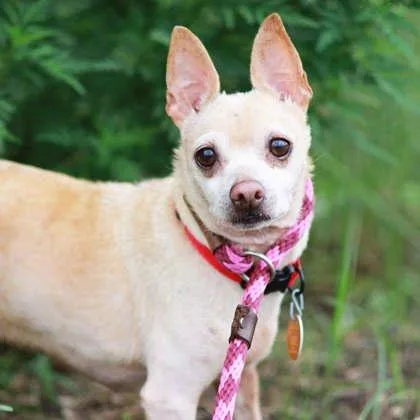 A senior small-sized male Yellow / Tan / Blond / Fawn Chihuahua dog named Joey for adoption in Atlanta, GA
