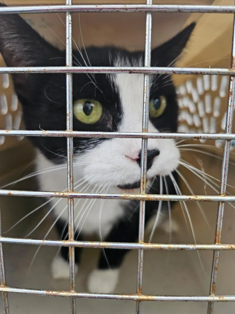 A senior medium-sized male Domestic Short Hair cat named Socksy for adoption in Algona, IA