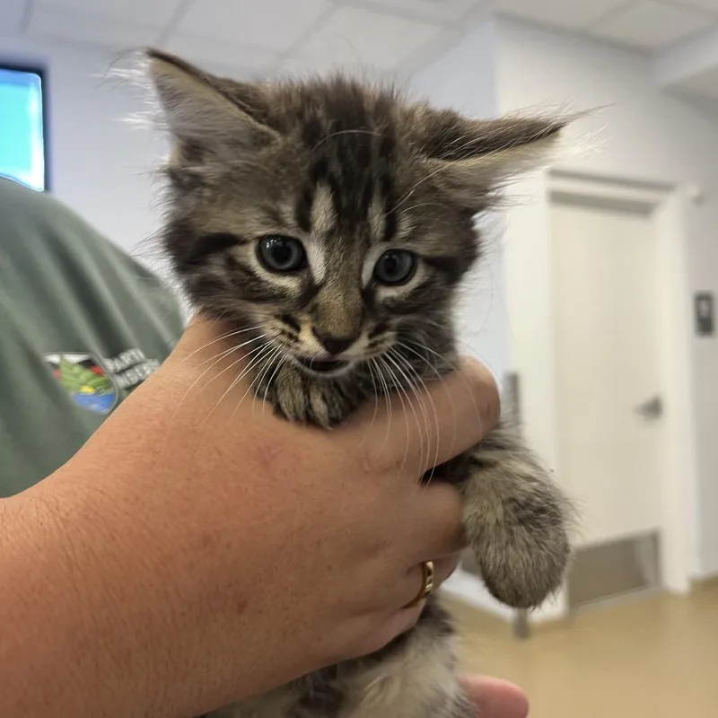 A baby small-sized male Black Domestic Medium Hair cat named Jasper for adoption in West Palm Beach, FL
