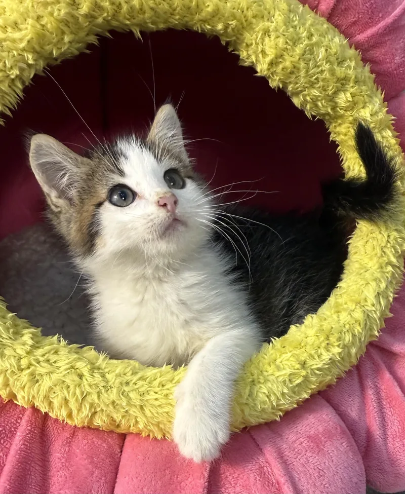A baby medium-sized male Domestic Medium Hair cat named Dublin for adoption in Minneapolis, MN
