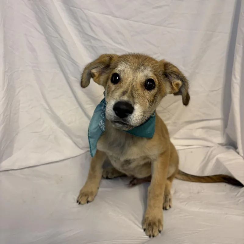 A baby medium-sized male Yellow / Tan / Blond / Fawn Mixed Breed dog named Steeler for adoption in Novelty, OH