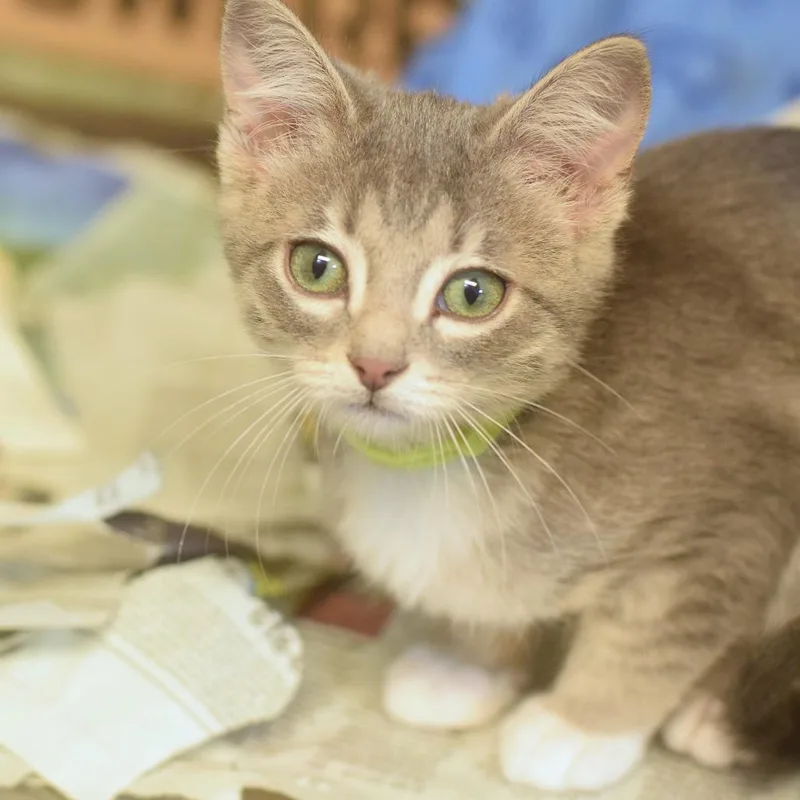 A baby small-sized female Gray / Blue / Silver Domestic Short Hair cat named Gravy for adoption in Belleville, IL