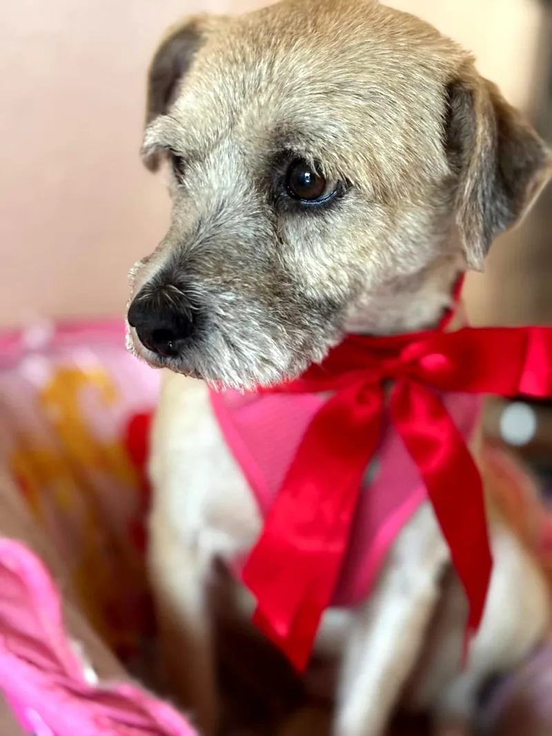 Victoria "a Charming Love." thumbnail 2