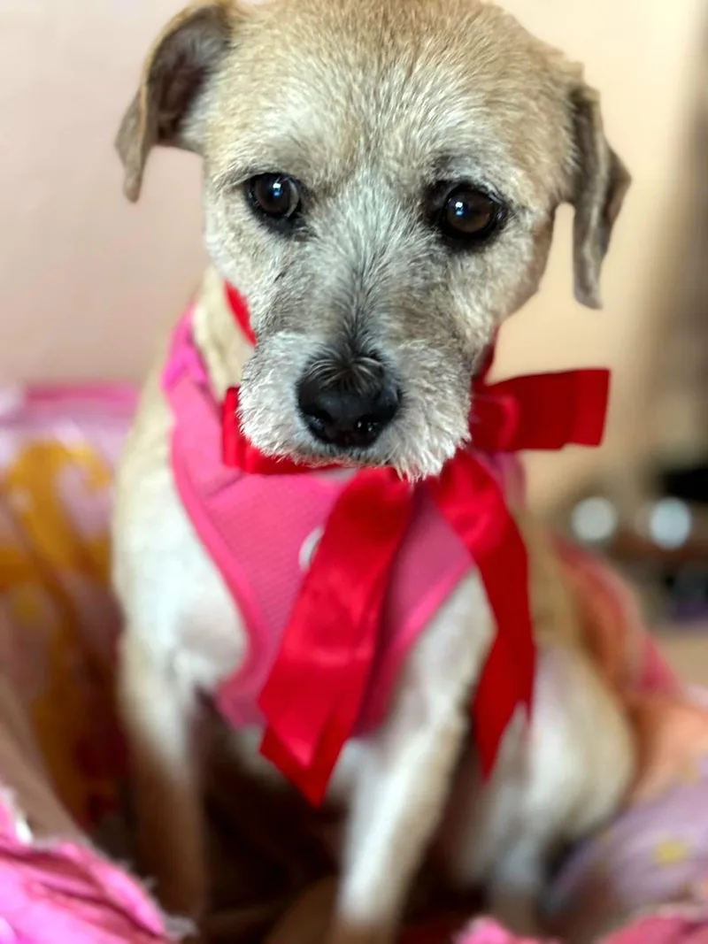 Victoria "a Charming Love." thumbnail 3