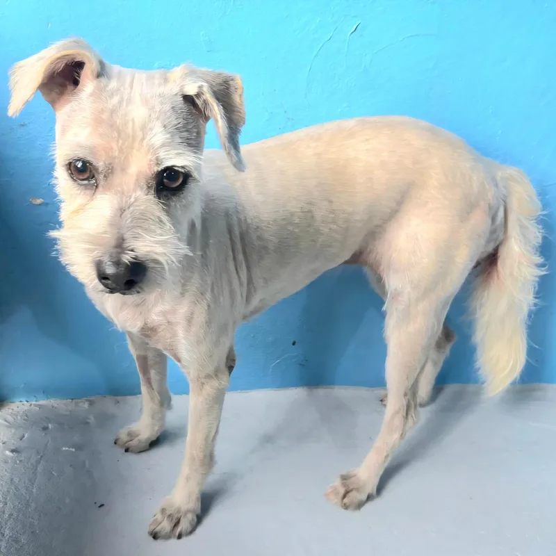 Victoria "a Charming Love." thumbnail 4