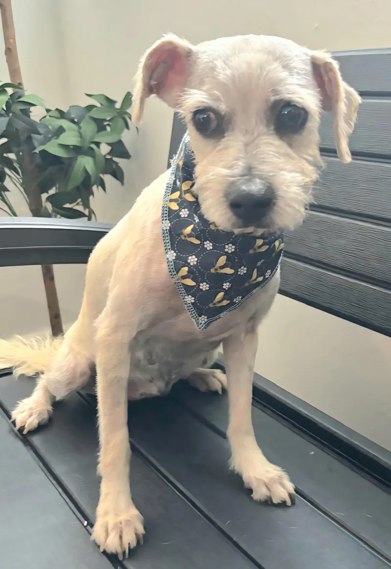 Victoria "a Charming Love." thumbnail 5