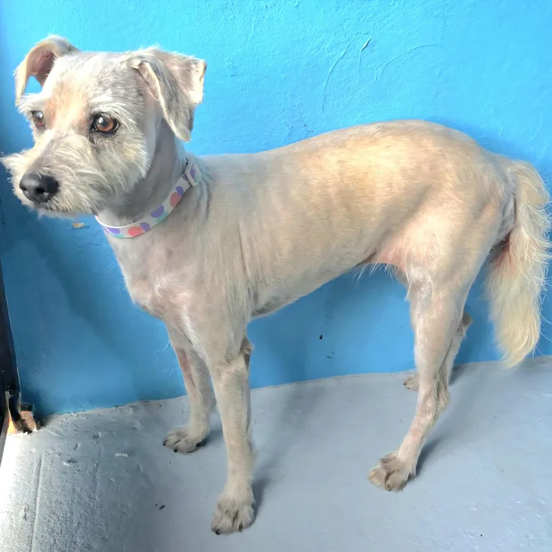 Victoria "a Charming Love." thumbnail 6