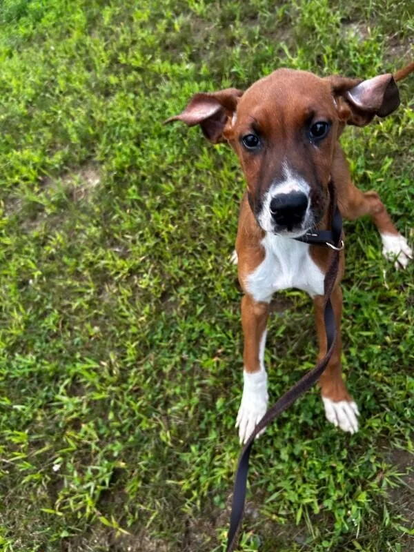 A young medium-sized female Brown / Chocolate Mixed Breed dog named Tipsy for adoption in bellefontaine, OH