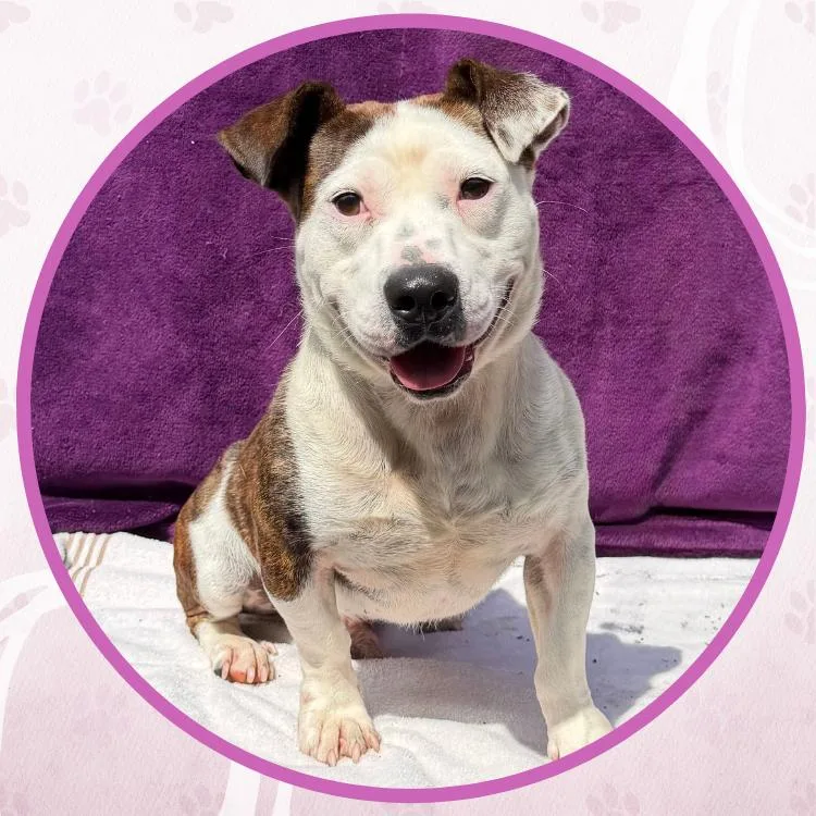 A young medium-sized male Brindle Mixed Breed dog named Tony the Tiger for adoption in Toms River, NJ