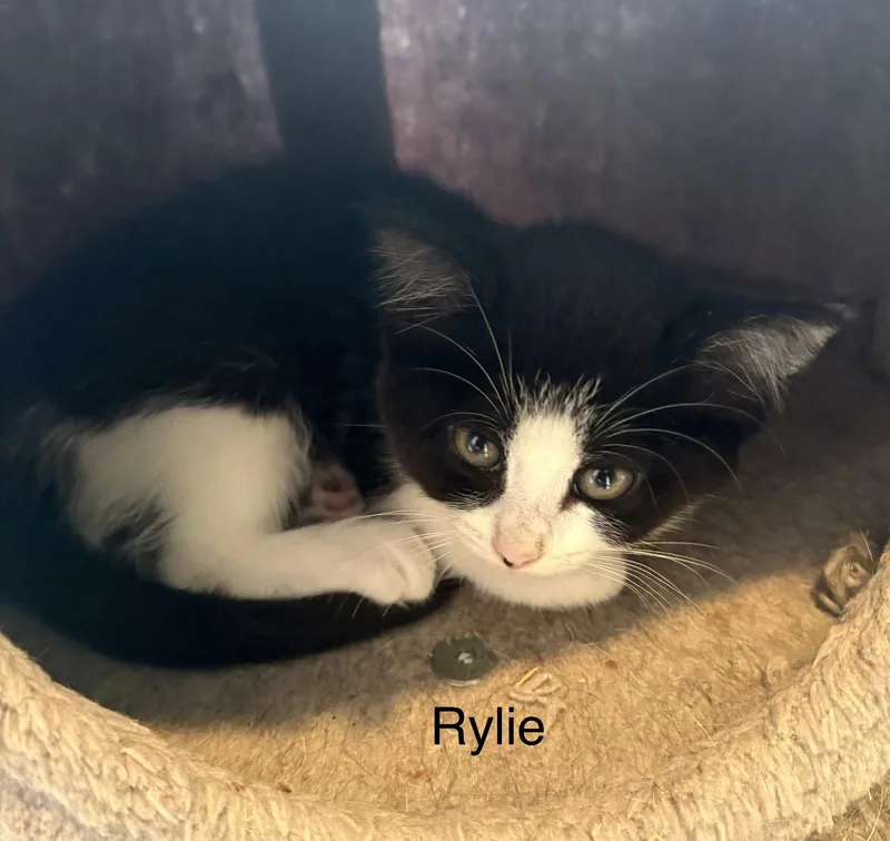 A young medium-sized female Black & White / Tuxedo Domestic Short Hair cat named Rylie for adoption in White Bluff, TN