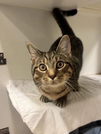 An adult medium-sized male Domestic Short Hair cat named Ash for adoption in Vero Beach, FL