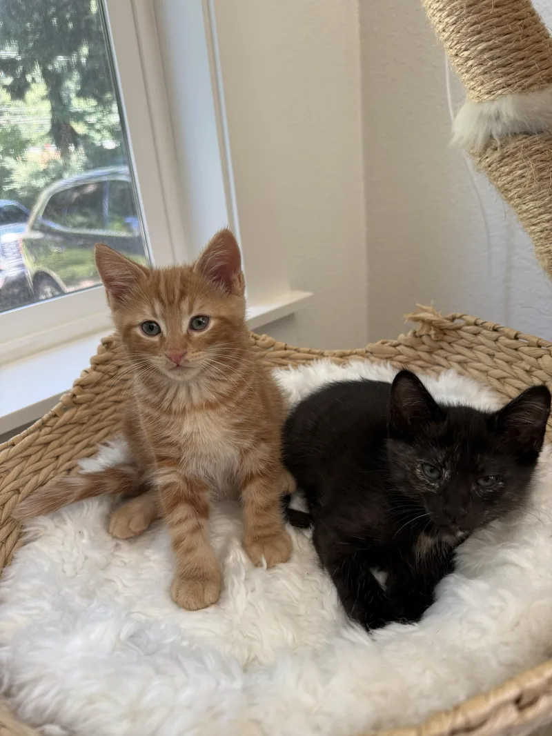 A baby large-sized male Tabby (Orange / Red) Domestic Short Hair cat named Sunglasses Chad and Myrna for adoption in Seattle, WA