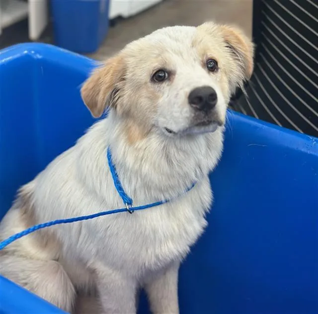 A young large-sized female Mixed Breed dog named Pearl for adoption in Dallas, TX