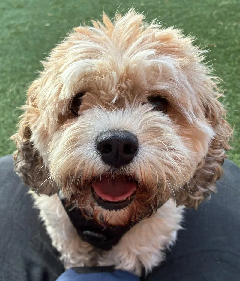 An adult medium-sized male Cavalier King Charles Spaniel dog named Potter for adoption in Norwalk, CT