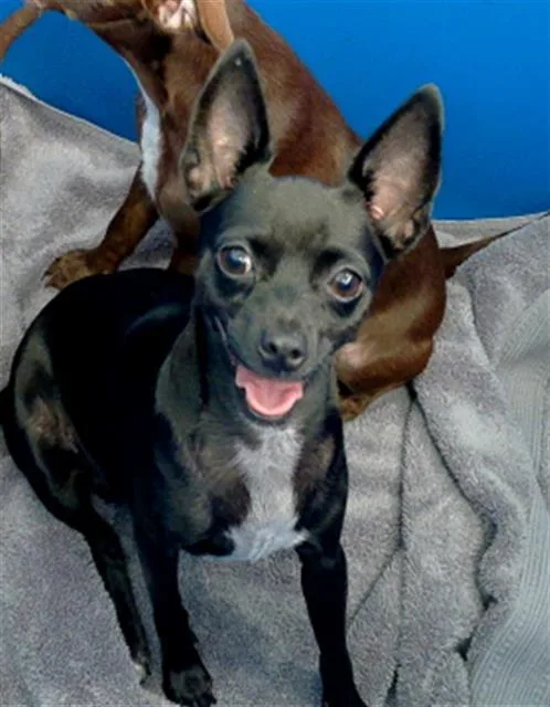 An adult small-sized female Mixed Breed dog named Baby Girl for adoption in Dallas, TX